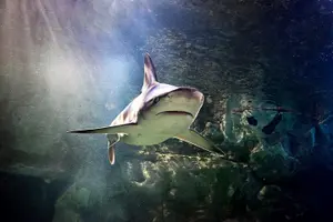 Tour image of SEA LIFE Aquarium Grapevine Admission Ticket