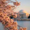 Image of Cherry Blossom