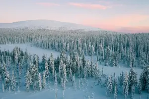Tour image of Half Day Snowshoe Hiking Adventure in Levi Lapland