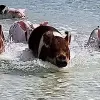 Image of Swimming