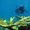 Image of Scuba Diving