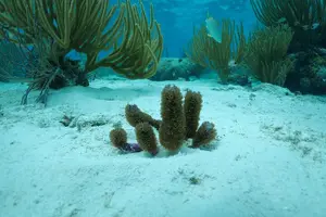 Tour image of Stingray City, Snorkeling, & StarFish (Eco Tour)