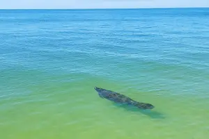 Tour image of Half-Day Private Boating On Buccaneer Funship - Clearwater Beach