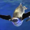 Image of Aquariums