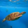 Image of Snorkeling