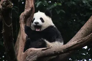 Tour image of 2-Day Private Chengdu Panda Tour