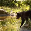 Image of Zoos & Wildlife Parks