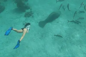 Tour image of Private Snorkeling in Hol Chan Marine Reserve and Shark Ray Alley