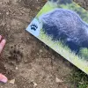 Image of Wildlife Encounters