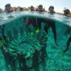 Image of Glass Bottom Boat Tours