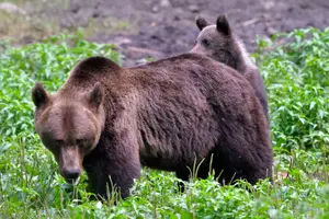 Tour image of Small-Group Brown Bear-Watching Experience from Brasov