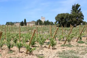 Tour image of Two intensive days discover exceptional wines of the Rhône valley