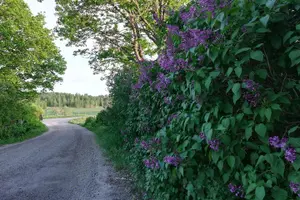 Tour image of Viking History and Swedish Countryside Tour to Sigtuna & Uppsala