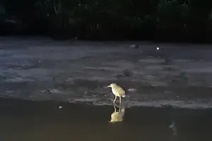 Tour image of Proboscis Monkey, Fireflies & Water Village Private Tour