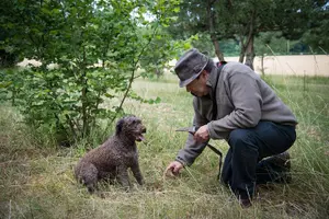 Tour image of Discovery of the world of Truffles and tasting
