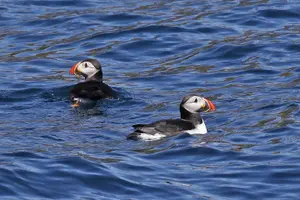 Tour image of Dolphin and Whale Watching Tour from Dingle