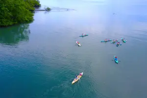 Tour image of Mangrove Forest Kayak Exploration
