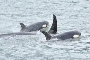 Tour image of Private Luxury Whale Watch