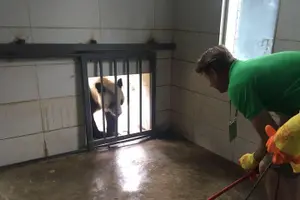Tour image of Private Half-Day Chengdu Panda Breeding Center Tour with Optional Volunteer