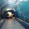 Image of Aquariums