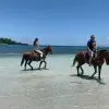 Image of Pack Animal Tours