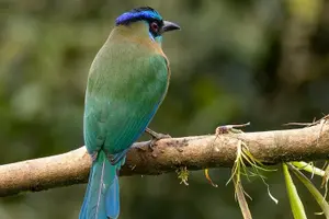 Tour image of Curi-cancha Bird-Watching tour semi private