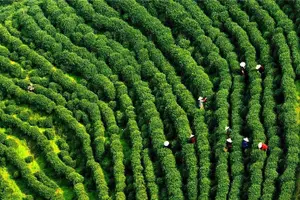 Tour image of Flexible Hangzhou Private Day Tour with Lunch