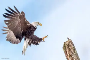 Tour image of Chilkat Bald Eagle Preserve Rafting - Skagway Departure