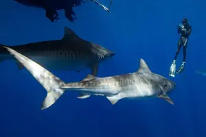 Tour image of Safe and Educational Shark Dive from Haleiwa: Sharks Guaranteed