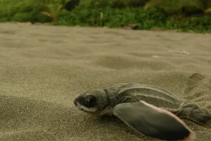 Tour image of Tortuguero + Pacuare (3 Days / 2 Nights)