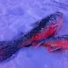Image of Ice Fishing