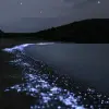 Image of Dinner Cruises