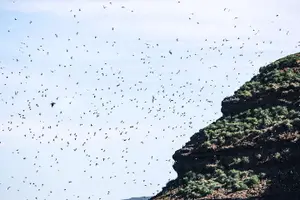 Tour image of Whale and Puffin Watching around Skjálfandi Bay from Husavik