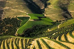 Tour image of Full Day, Wine Tasting, River Cruise and Lunch from Porto