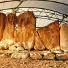 Image of Cultural Tours