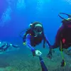 Image of Freediving
