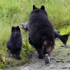 Image of Wildlife Watching