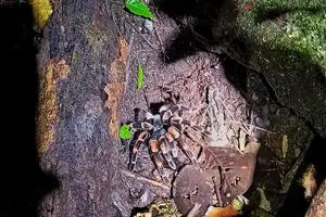 Tour image of Guided Night Walk in Monteverde