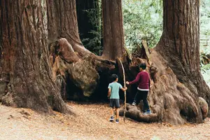 Tour image of Yosemite National Park & Sequoias Private Tour from San Francisco