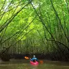 Image of Kayaking Tours