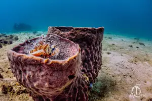 Tour image of (2 Dives) Discover Scuba Diving Kota Kinabalu