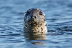 Tour image of Blasket Island Sea Life Rib Tour,