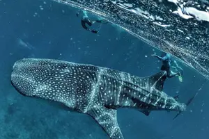 Tour image of Discover South Ari Atoll - Full Day Tour from Male city
