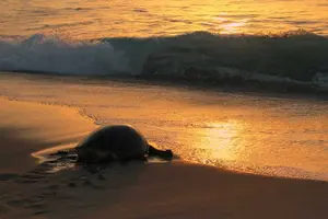 Tour image of 5-Days Private Oman Tour from Muscat