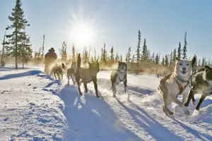 Tour image of Dog Sledding Safari with Traditional Swedish Fika in Kiruna