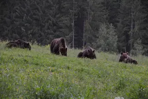 Tour image of Bear watching in the Land of Volcanoes
