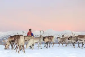 Tour image of Sami Culture and Short Reindeer Sledding from Tromso