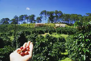 Tour image of Coffee Farm Tour with Roasting & Tasting Workshop - Da Lat