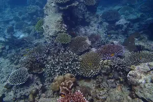 Tour image of Best Seller - Surin Islands Snorkeling Trip from Khao Lak
