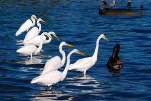 Tour image of Shark and Wildlife Viewing Adventure in Key West